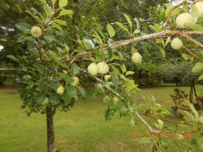 Sand Pears not much as a fresh fruit, very hard flesh  but make delicious cobblers.  The deer also love them.