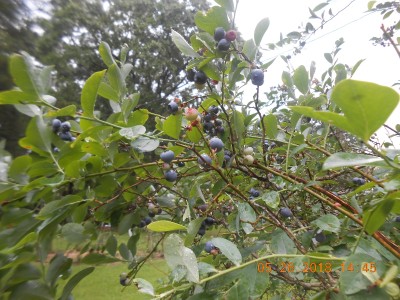 Blue Berries doing their thing!