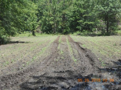 Way too wet at one end of this small corn patch, see where the tractor slid over and messed up several plants.