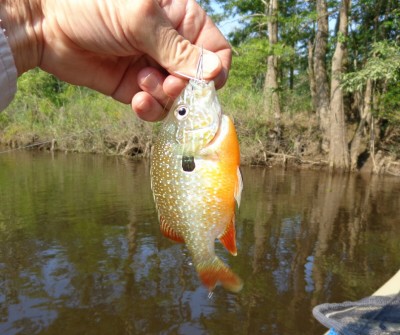 longear sunfish