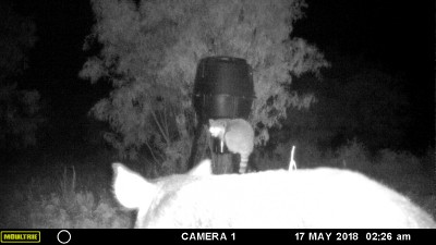 Coon 3.JPG