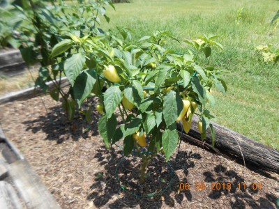 Havasu peppers