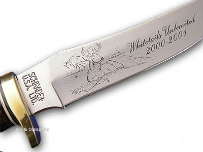 White Tail LTD  a.jpg