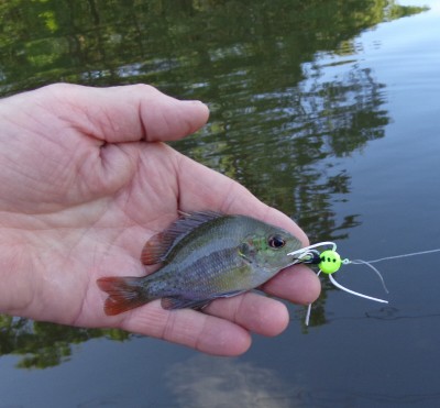 Very small fish