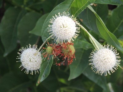 DSCN4803.JPG