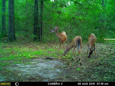 Some old buttheads enjoying the pears
