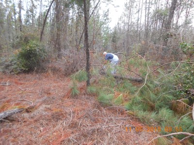 Giving the old chainsaw a workout.