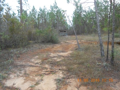 This is what Bambi sees from this old clay pit.  He would be looking into the "shooting trailer" south of the pit.