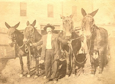 G.W. Myers &amp; big Mules - Roswell NM  1913 - GG Grandfather