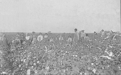 R.C Fain in cotton field - Custer Co., OK 1904 - GG Grandfather