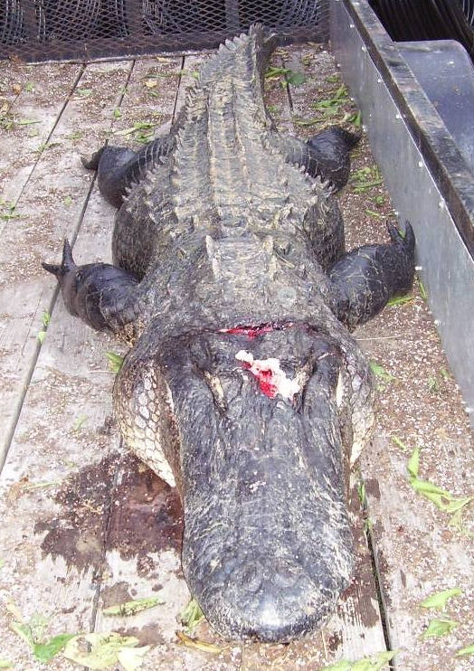 11 foot 2 inches 500 lb Gator Nov 1, 2006 A.JPG