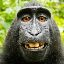 monkey.jpg