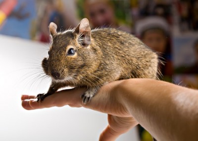 degu-on-hand.jpg