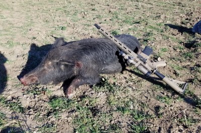My Hog