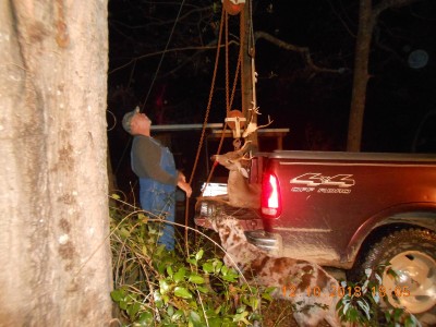 013.JPG (911.91 KiB) Viewed 2430 times Stringing him up in the old oak tree.