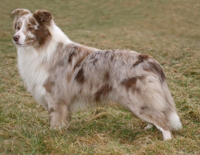 red merle.jpg