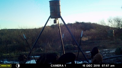 Dead hog under feeder - but still more came in.