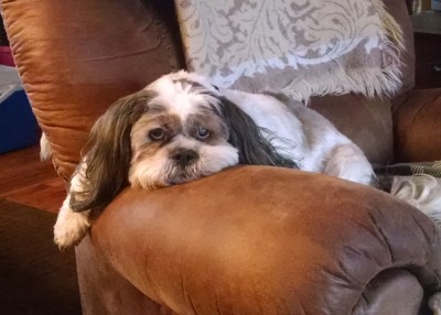 Gus, in his favorite chair.