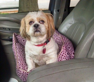 Josi always wanted to go with me in the truck. She knew everywhere I hid treats from her too.