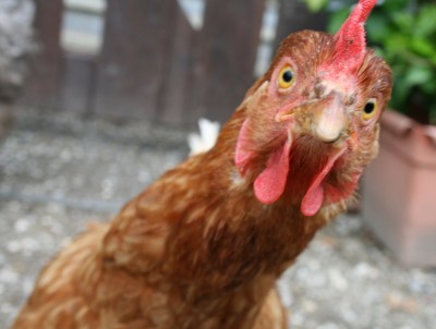 chicken eye.jpg