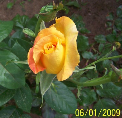 Rose E.jpg