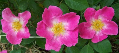 Rose F.jpg