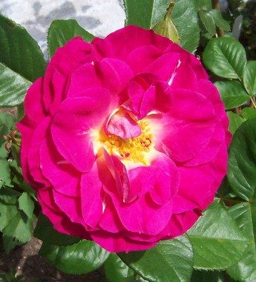 Rose J.jpg