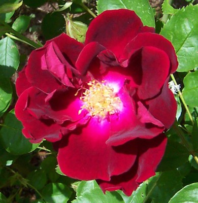 Rose K.jpg