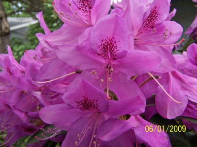 Rhododendron.jpg