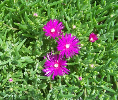 Flowers A.jpg