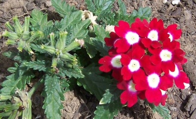 Flowers C.jpg