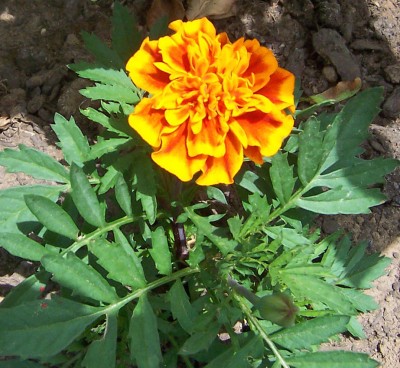 Flowers D.jpg