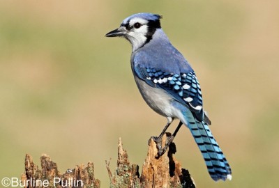 blue jay.jpg