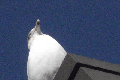 DSCF0001.JPG