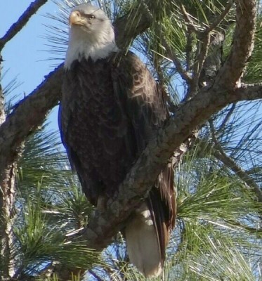 Eagle2.jpg