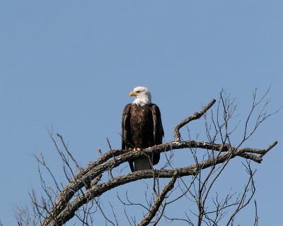 Llano Eagle Photo, 2005  .jpg
