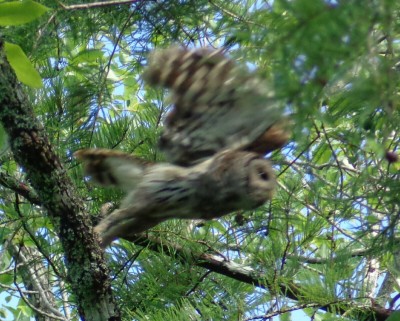 Barred Owl