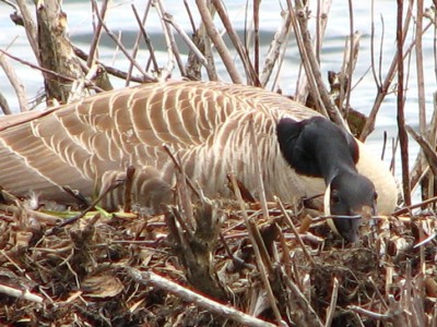 nesting goose.JPG