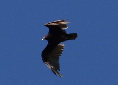 Turkey Vulture