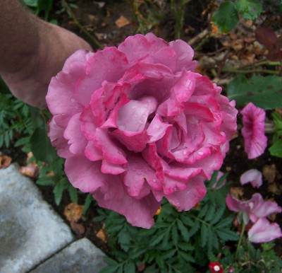 After the morning rain.