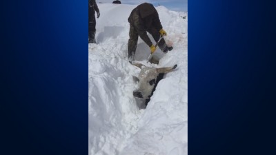 14cattle_1552665452705_77523778_ver1.0_640_360.jpg