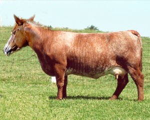 funny-horse2.jpg