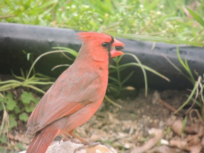 DSCN5516.JPG
