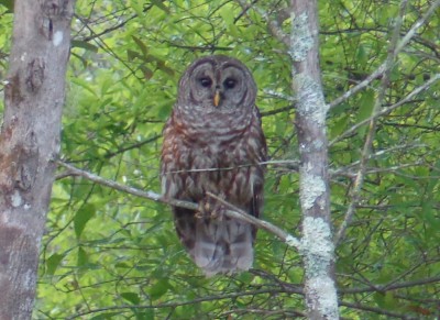 Barred Owl