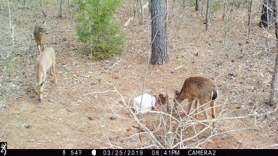 IMG_0036 (2).JPG