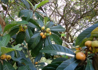 Loquats on the tree