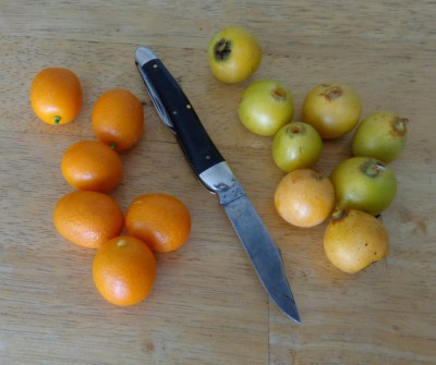 Kumquats (left) and Loquats (right)
