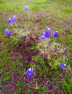 Bluebonnets in the pasture