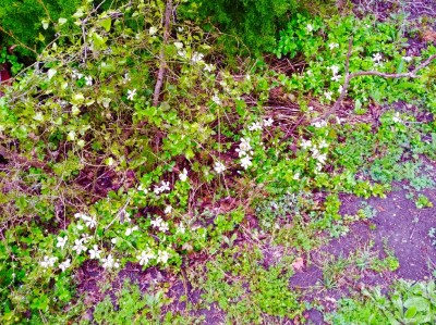 Dewberries blooming