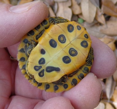 Turtle